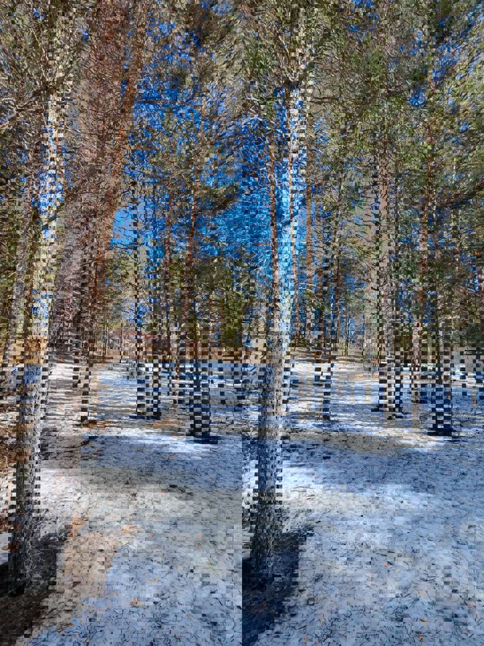 Участак па адрасе СТ Вишнёвый Сад, Витебская область