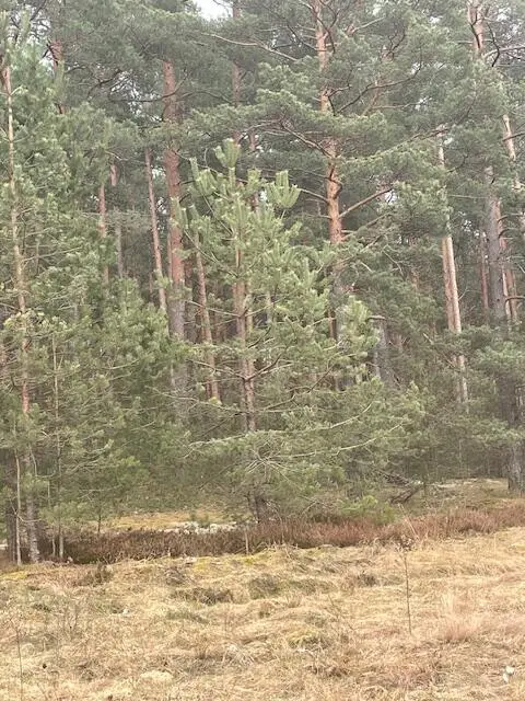  м² и участком соток