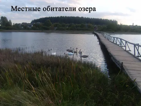  д. Великие Хольневичи, Крупский район, Холопенический сельсовет, ул. Озёрная